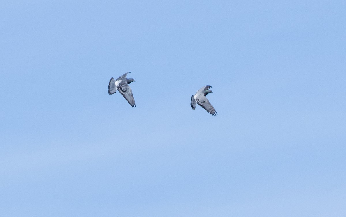 Rock Pigeon (Feral Pigeon) - ML616079558