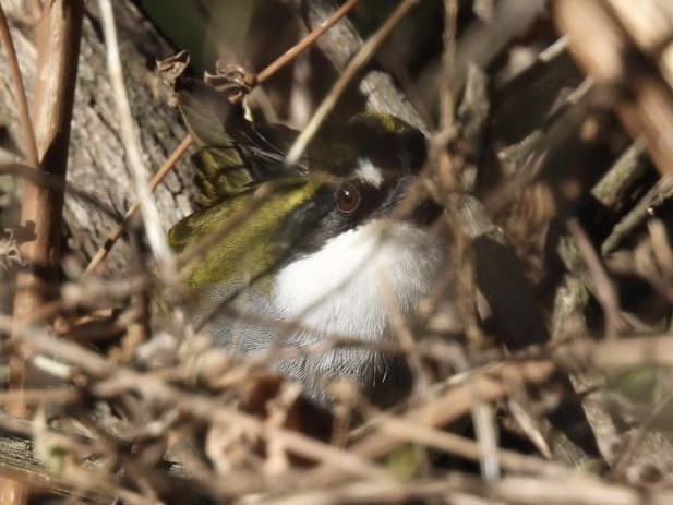 Green-striped Brushfinch - ML616079568