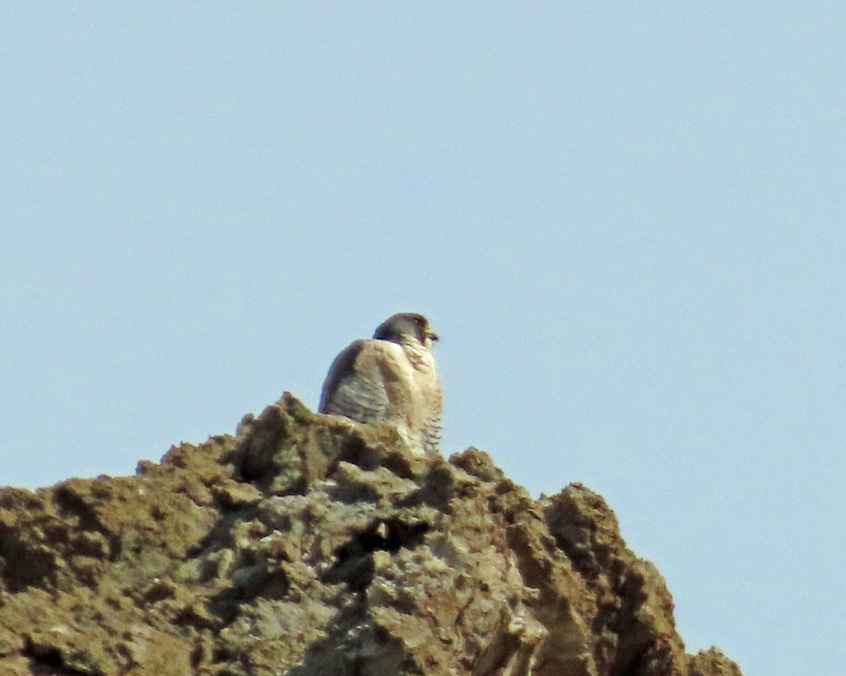 Peregrine Falcon - JoAnn Potter Riggle 🦤