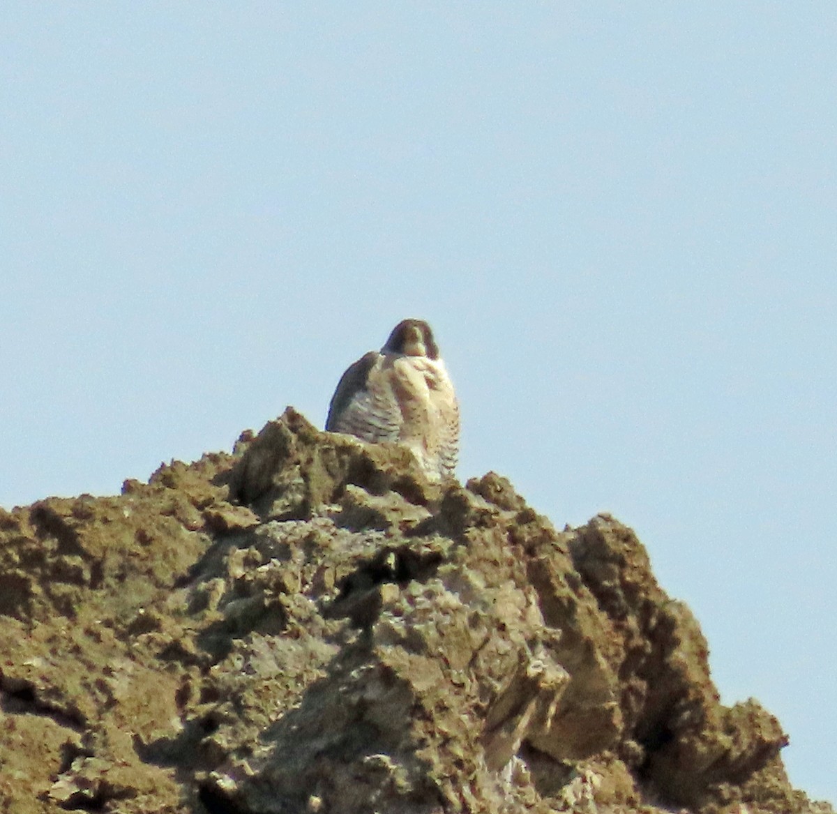 Peregrine Falcon - JoAnn Potter Riggle 🦤