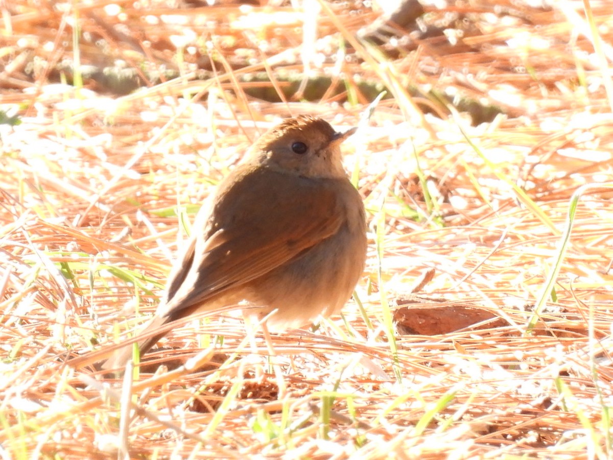 Russet Nightingale-Thrush - ML616079605