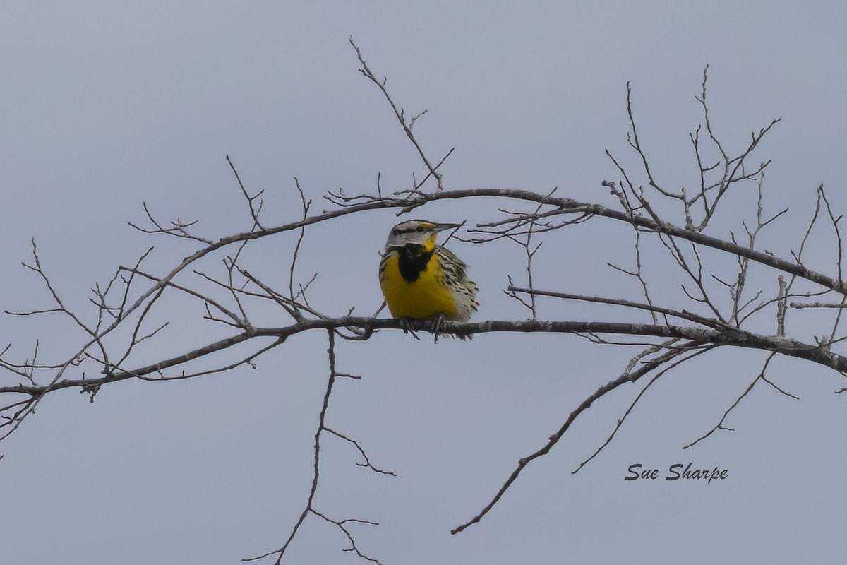 Eastern Meadowlark - ML616079663