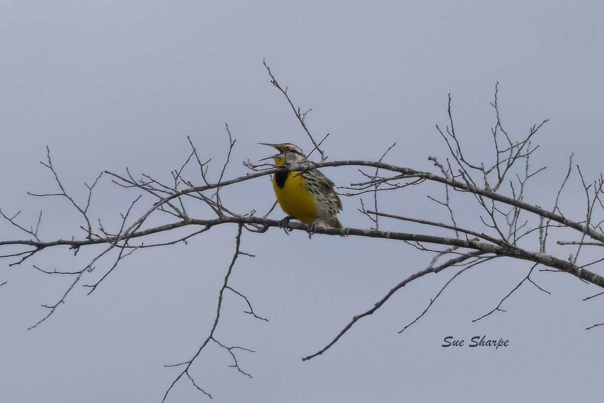 Eastern Meadowlark - ML616079664