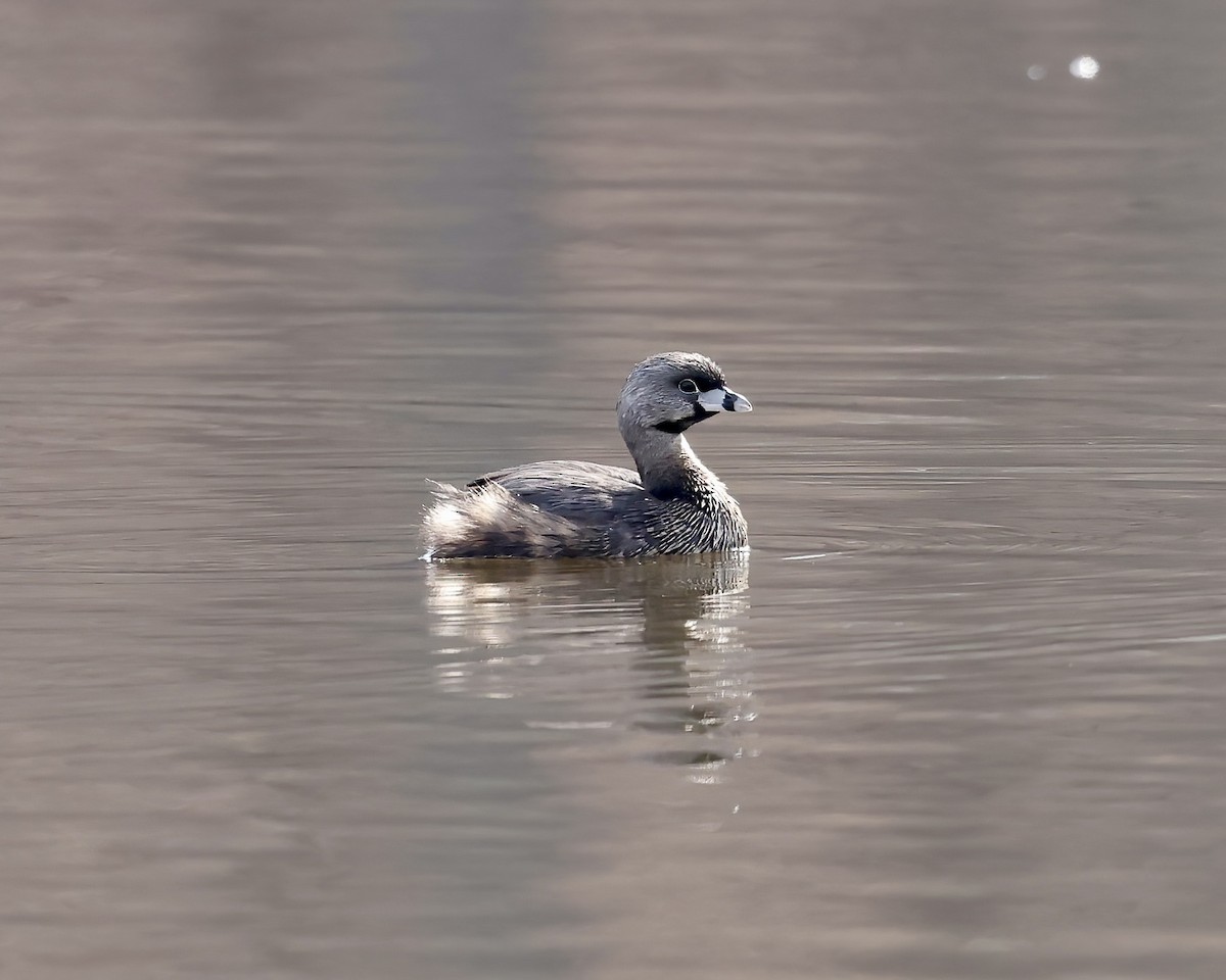 Pied-billed Grebe - ML616079679