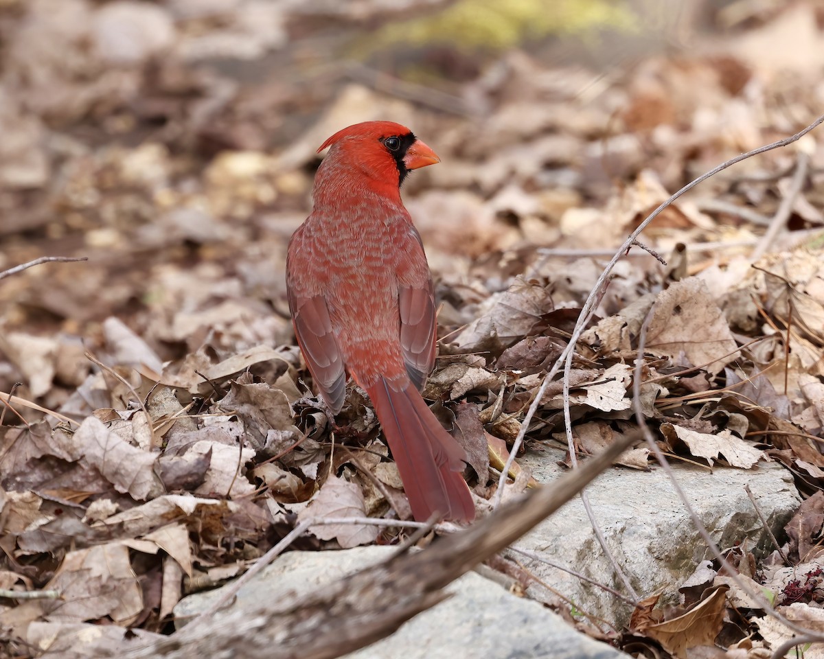 Northern Cardinal - ML616079687