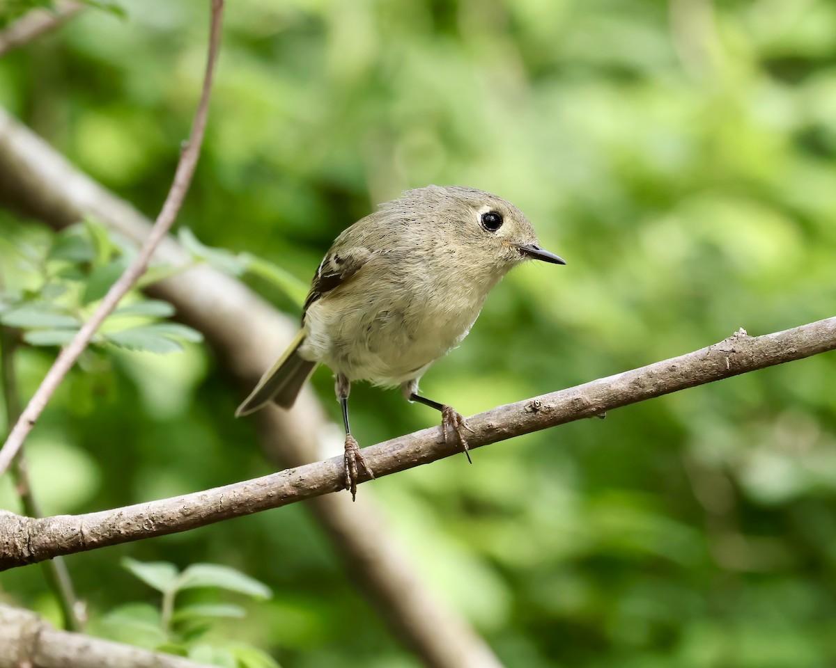 Ruby-crowned Kinglet - ML616079739