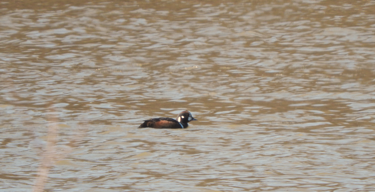 Pato Arlequín - ML616079792