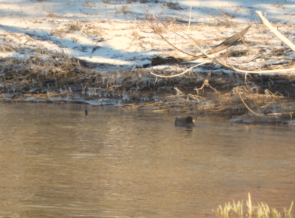 American Coot - ML616079813