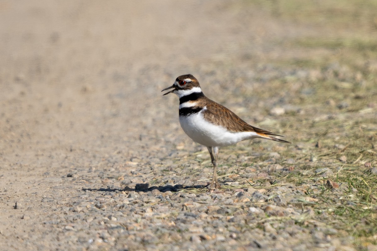 Killdeer - Michael Sullivan