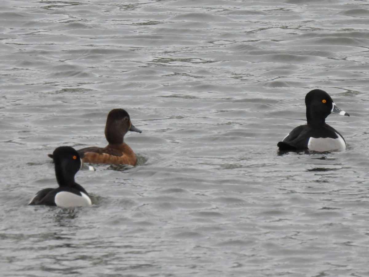 Ring-necked Duck - ML616079896