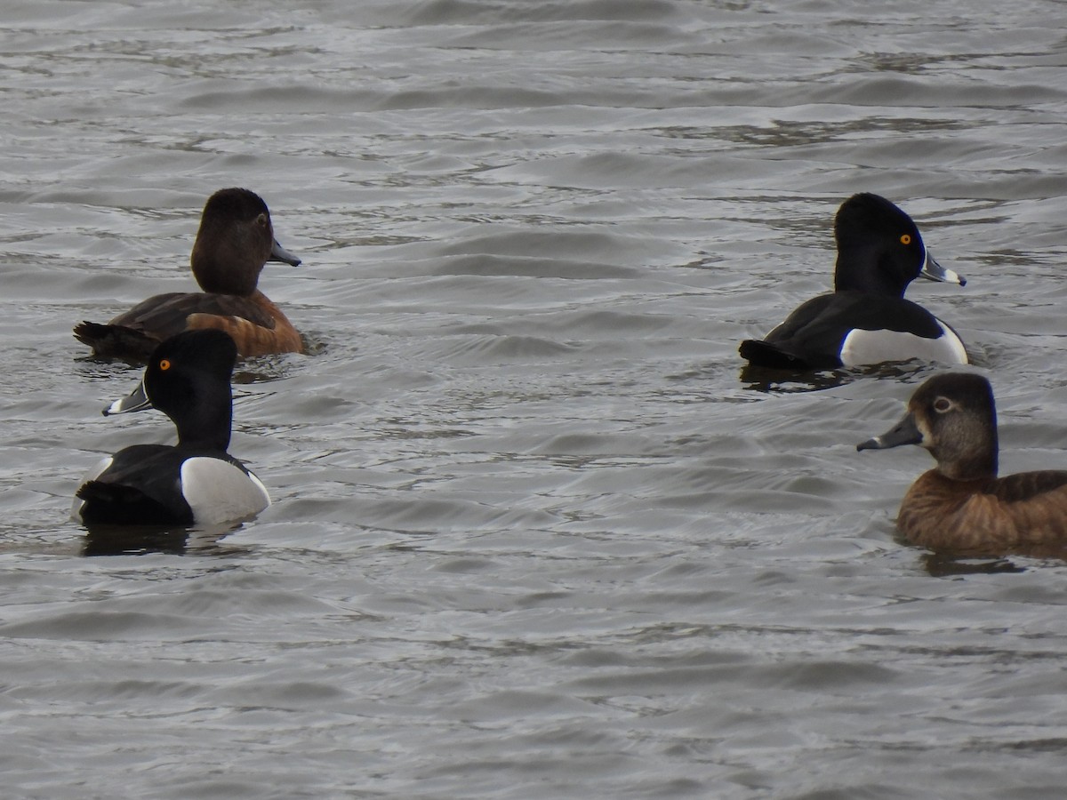 Ring-necked Duck - ML616079897