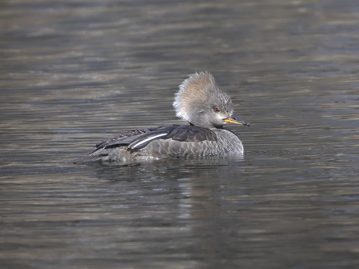 Hooded Merganser - ML616079914