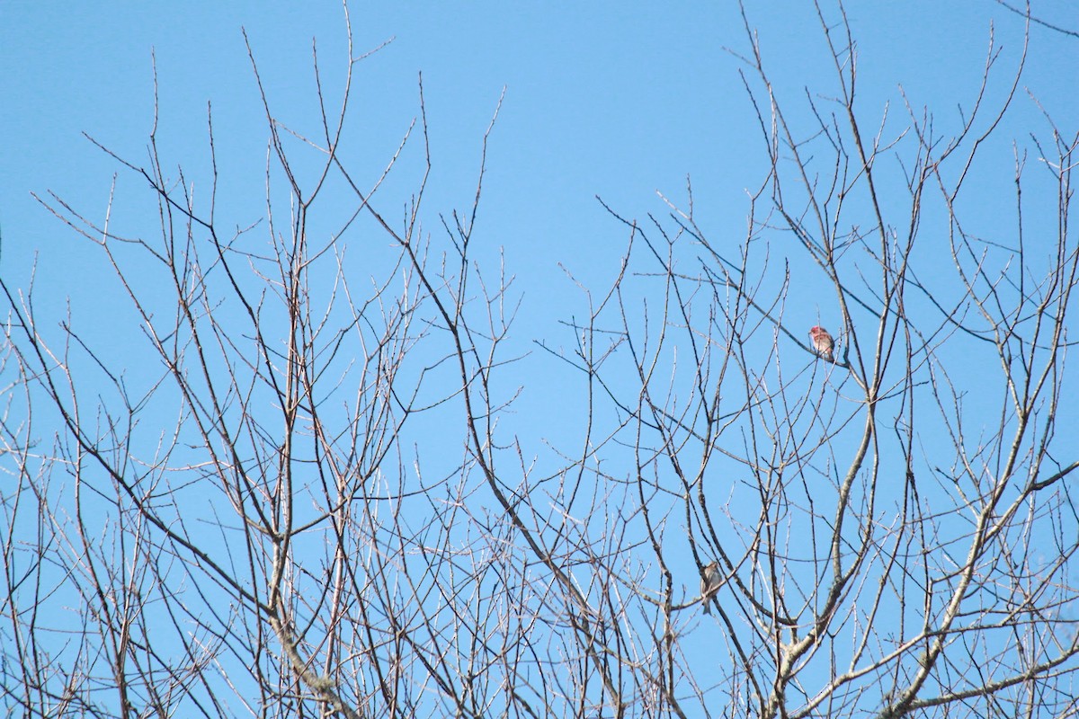 Purple Finch - ML616079915