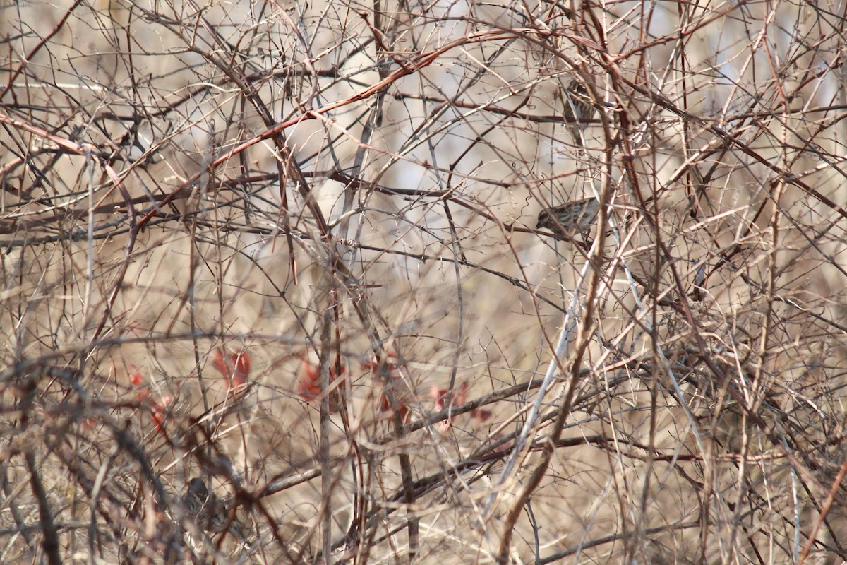 Purple Finch - ML616079916