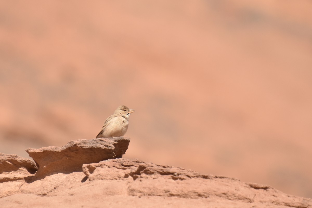 Desert Lark - ML616079931