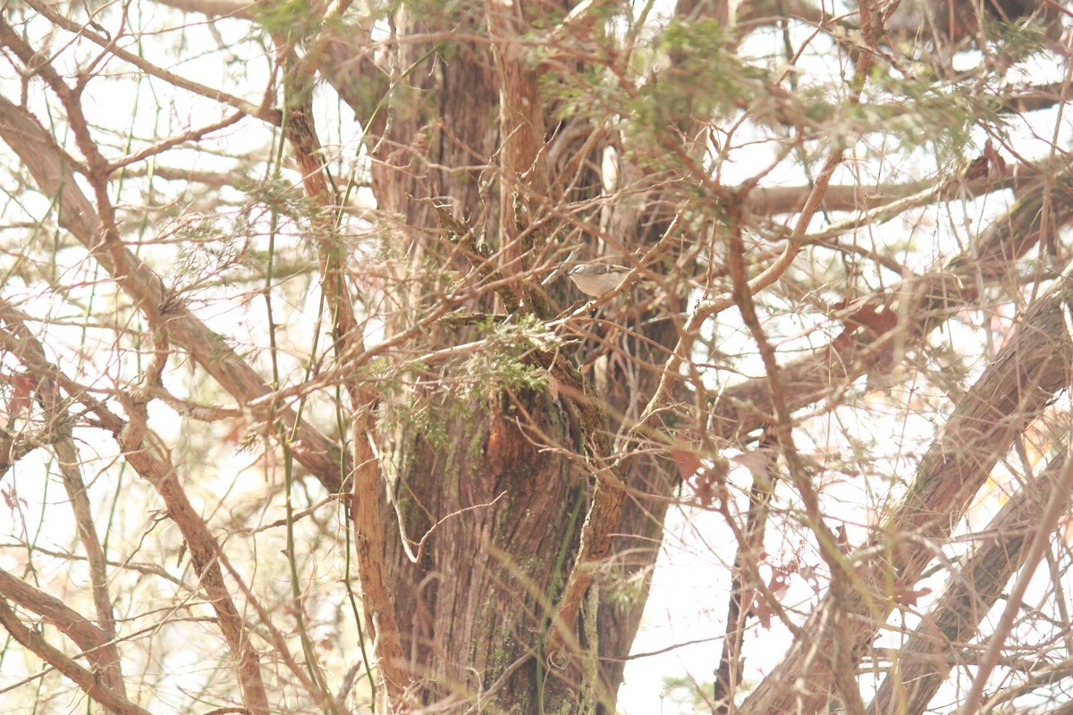 Golden-crowned Kinglet - ML616079942