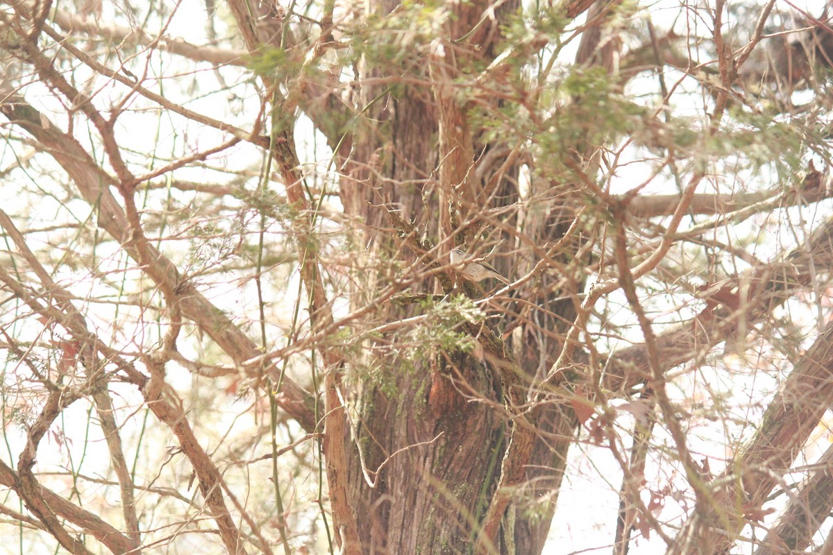 Golden-crowned Kinglet - ML616079943