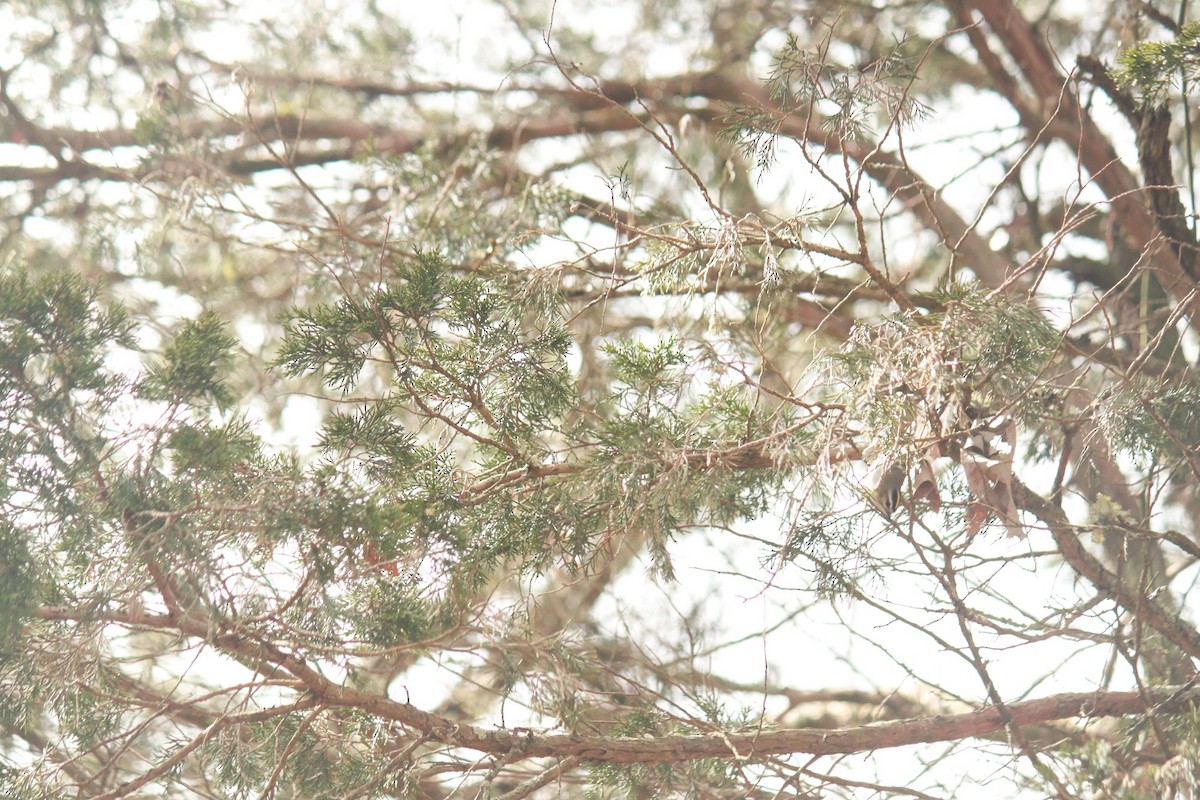 Golden-crowned Kinglet - ML616079944