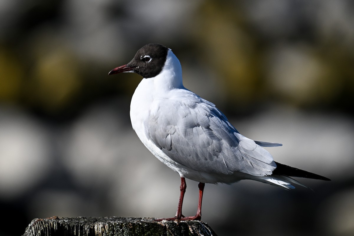 Mouette rieuse - ML616079945