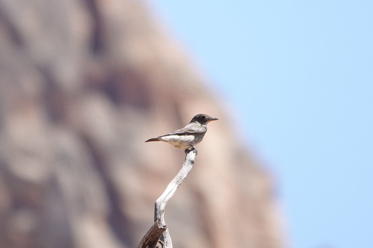 Olive-sided Flycatcher - Jacob Saucier