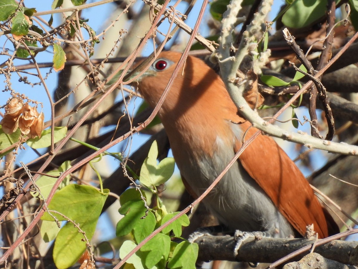 Squirrel Cuckoo (West Mexico) - ML616079974