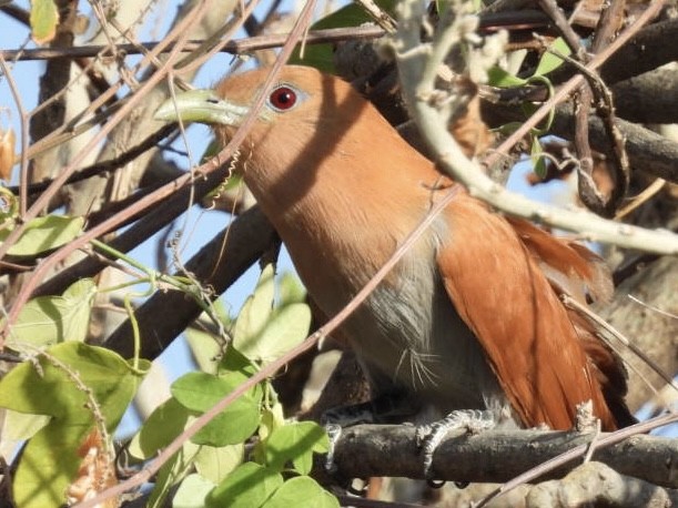 Squirrel Cuckoo (West Mexico) - ML616079975