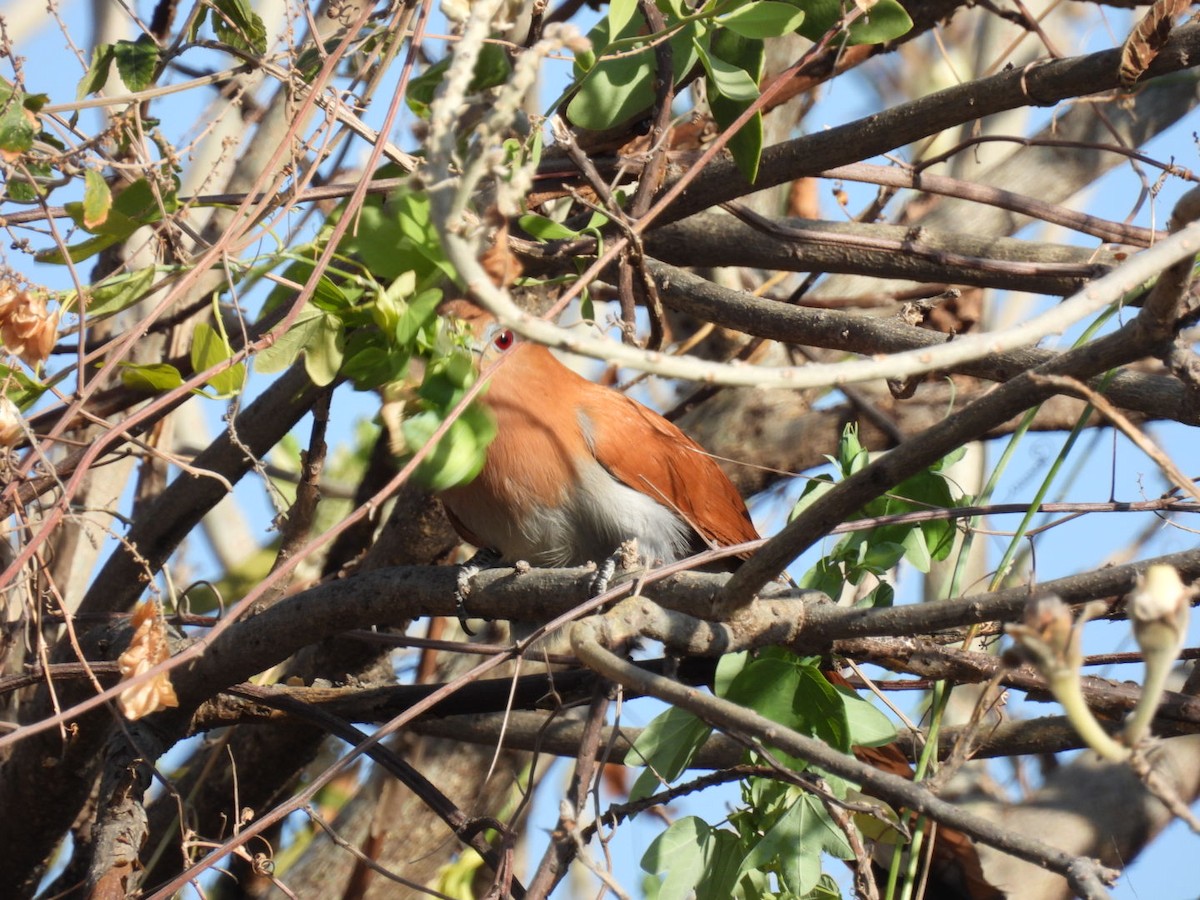Squirrel Cuckoo (West Mexico) - ML616079976