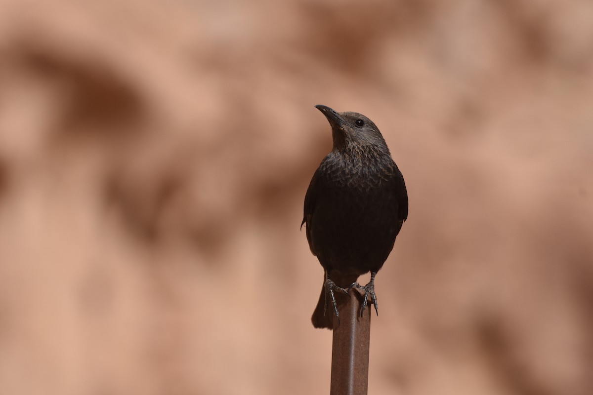 Tristram's Starling - ML616079988