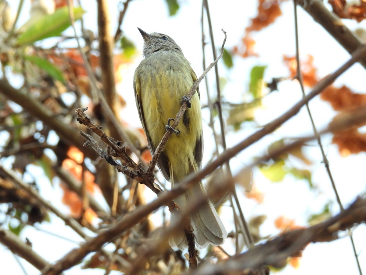 Greenish Elaenia (West Mexico) - ML616079990