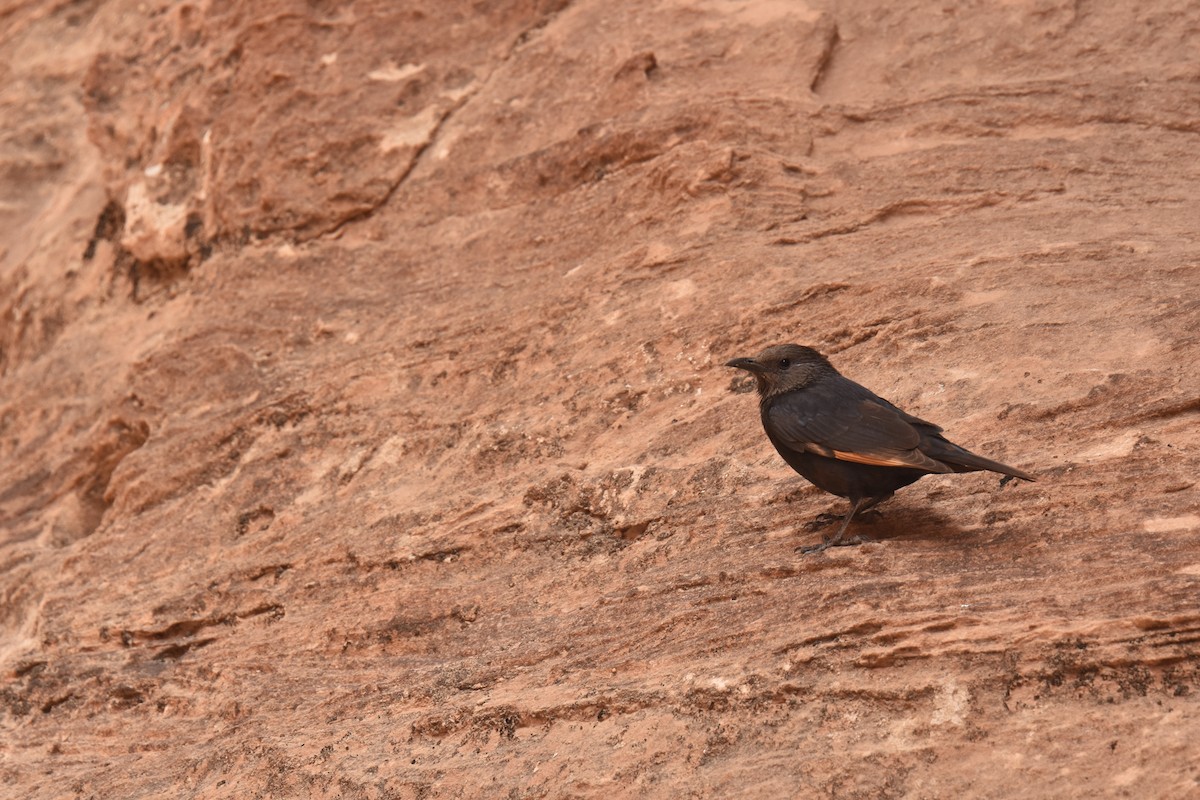 Tristram's Starling - ML616079992