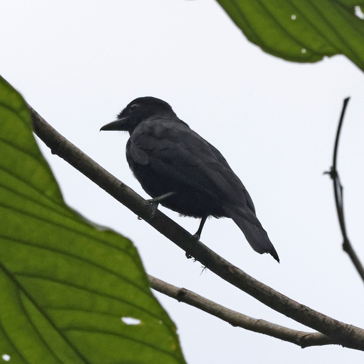 Purple-throated Fruitcrow - ML616080003