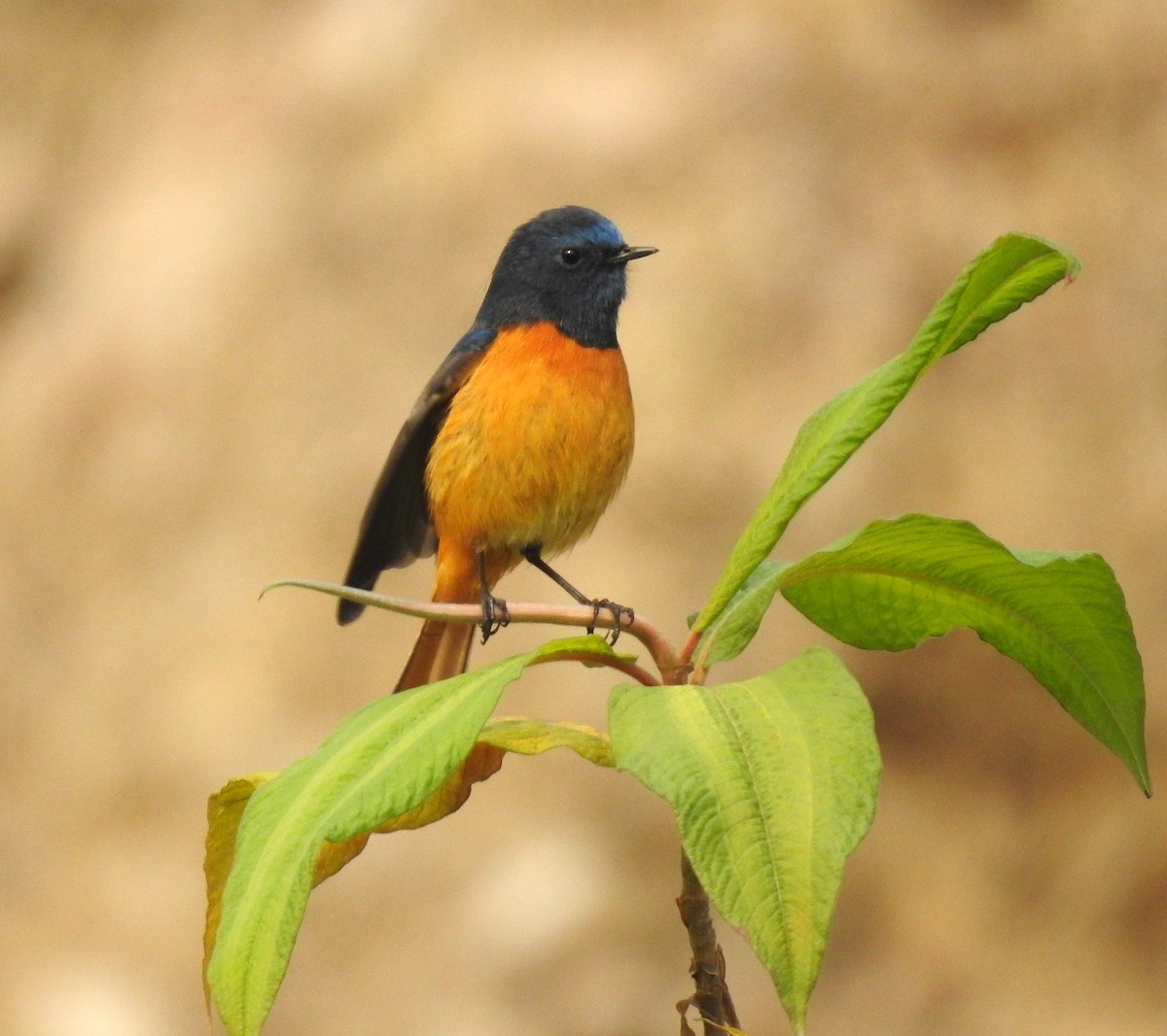 Blue-fronted Redstart - ML616080006