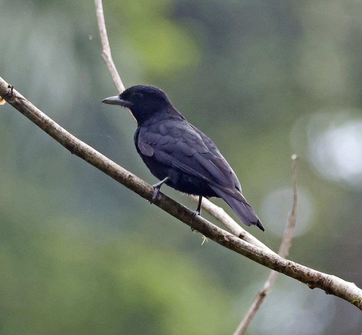 Purple-throated Fruitcrow - ML616080024