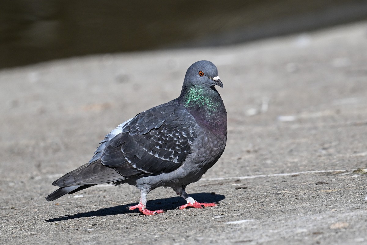 Rock Pigeon (Feral Pigeon) - Maryse Neukomm