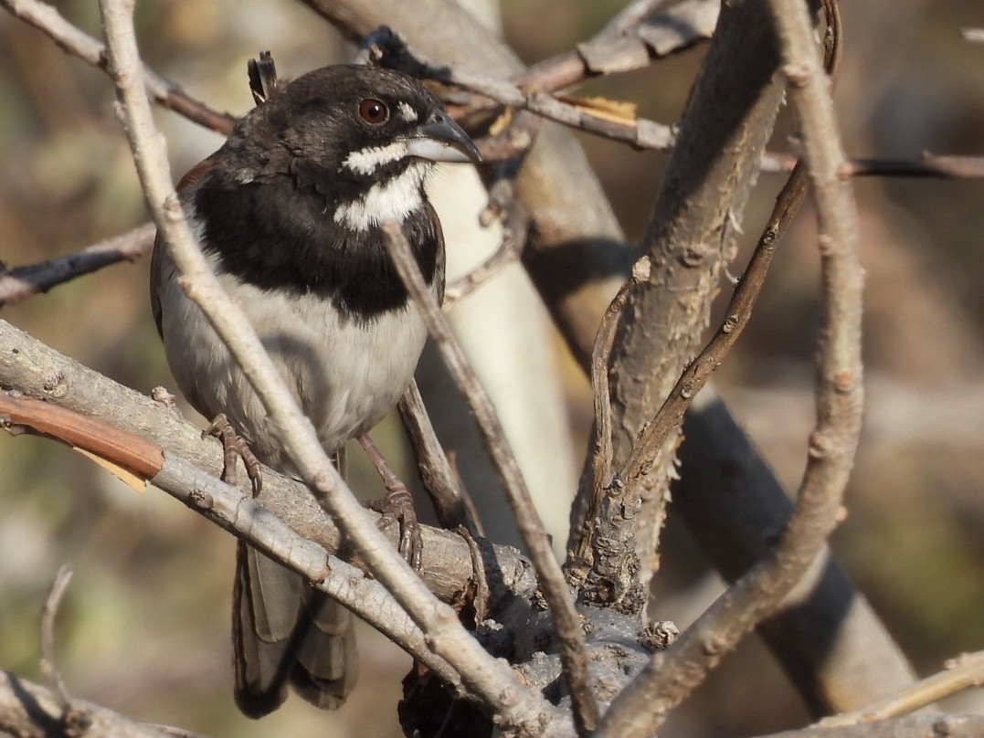 Black-chested Sparrow - ML616080091