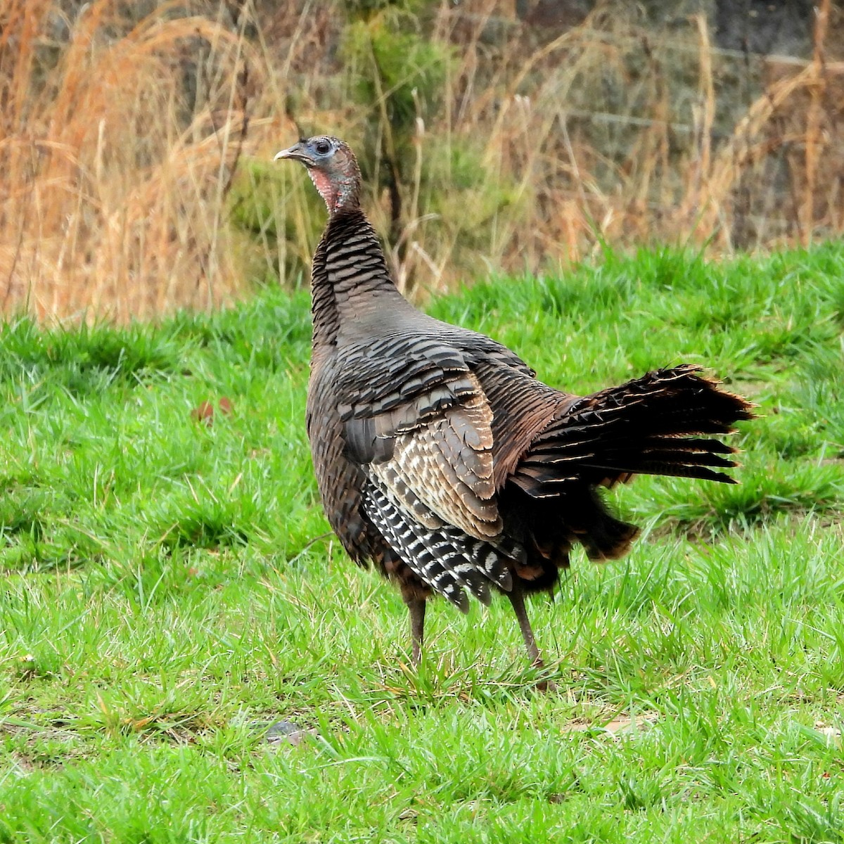 Wild Turkey - ML616080093