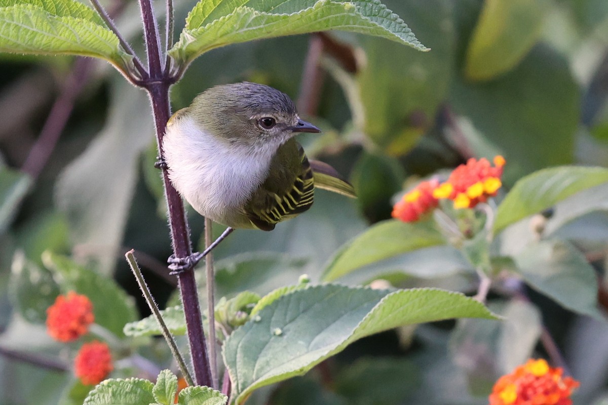 Mistletoe Tyrannulet - ML616080094