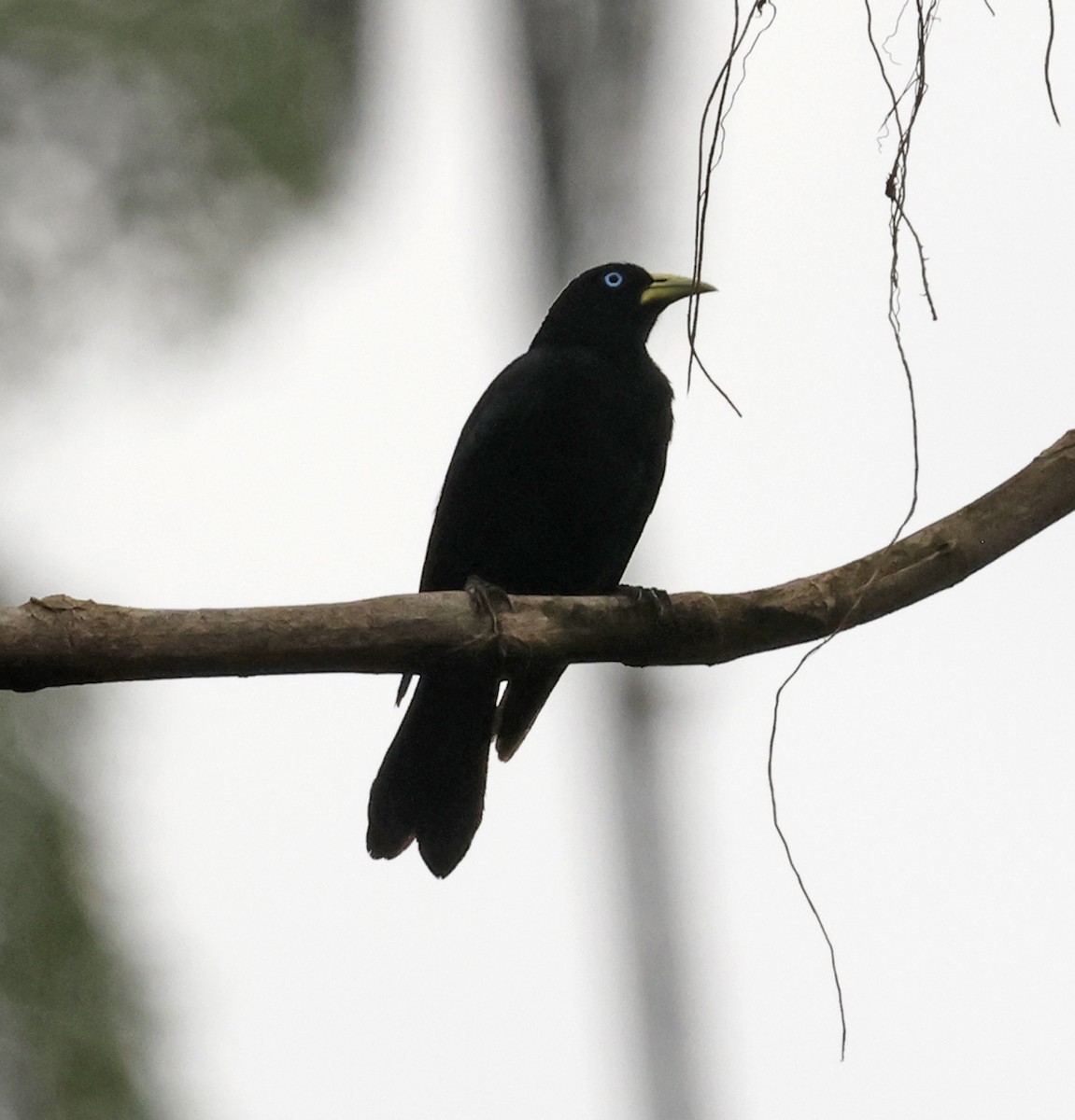 Scarlet-rumped Cacique - ML616080128