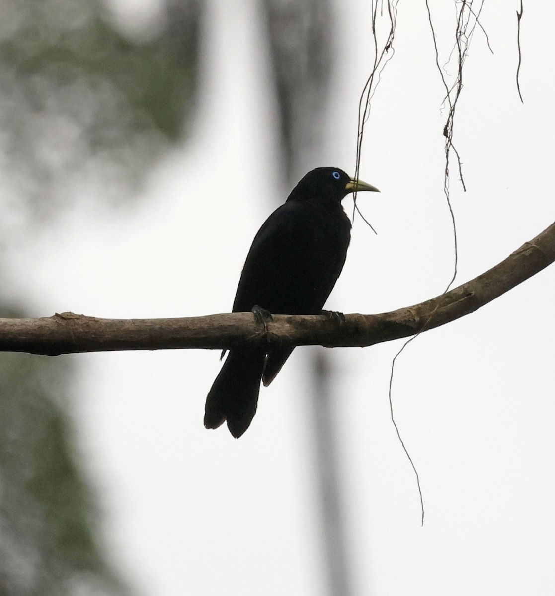 Scarlet-rumped Cacique - ML616080146