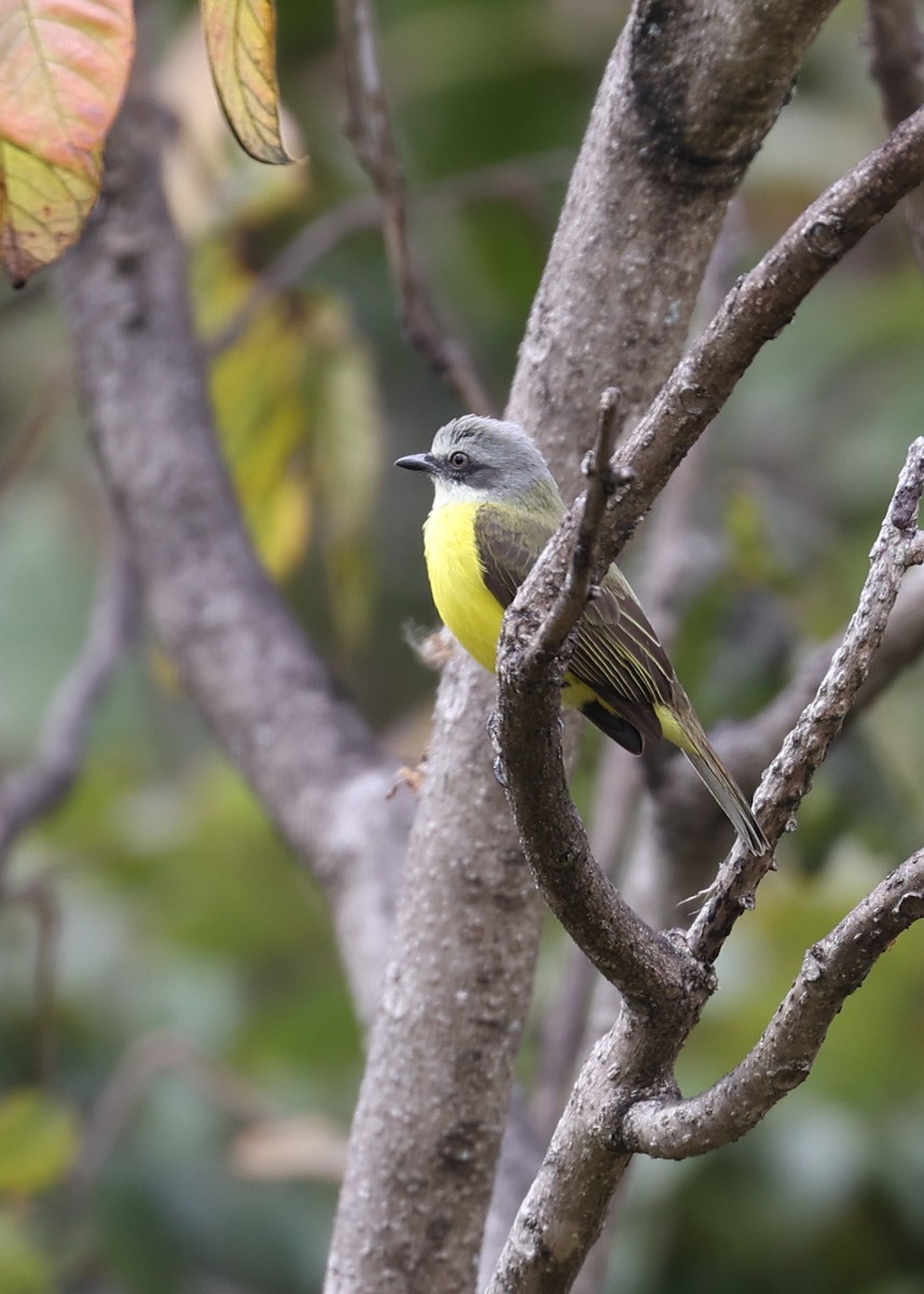 Gray-capped Flycatcher - ML616080183