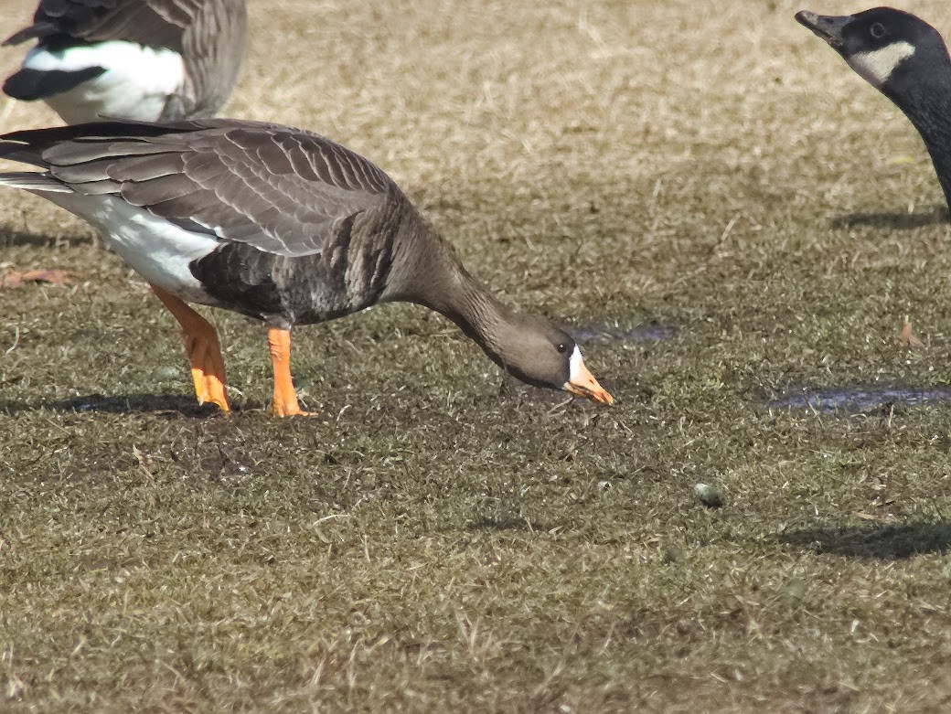 Greater White-fronted Goose - ML616080201