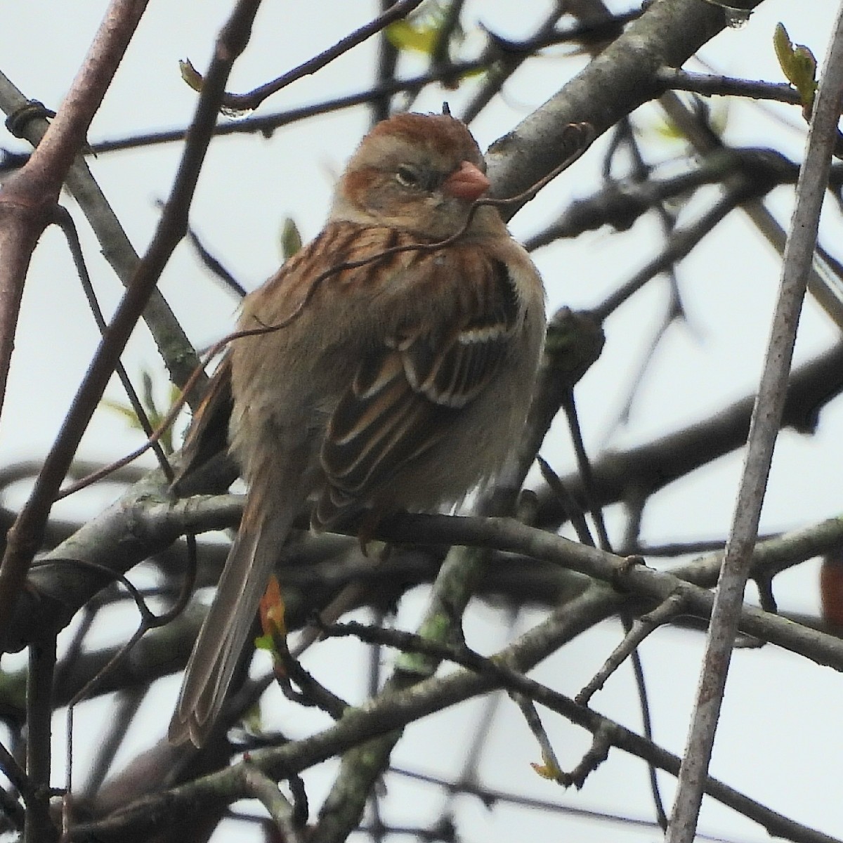 Field Sparrow - ML616080206