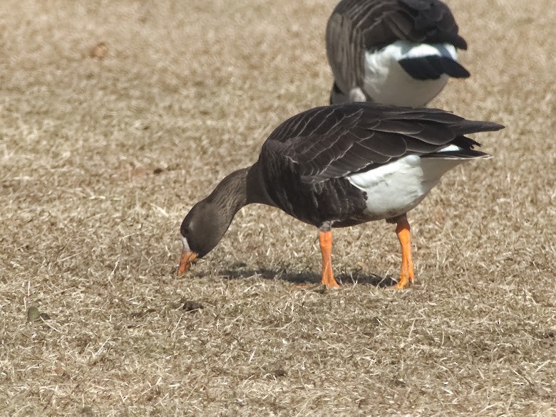 Greater White-fronted Goose - ML616080211