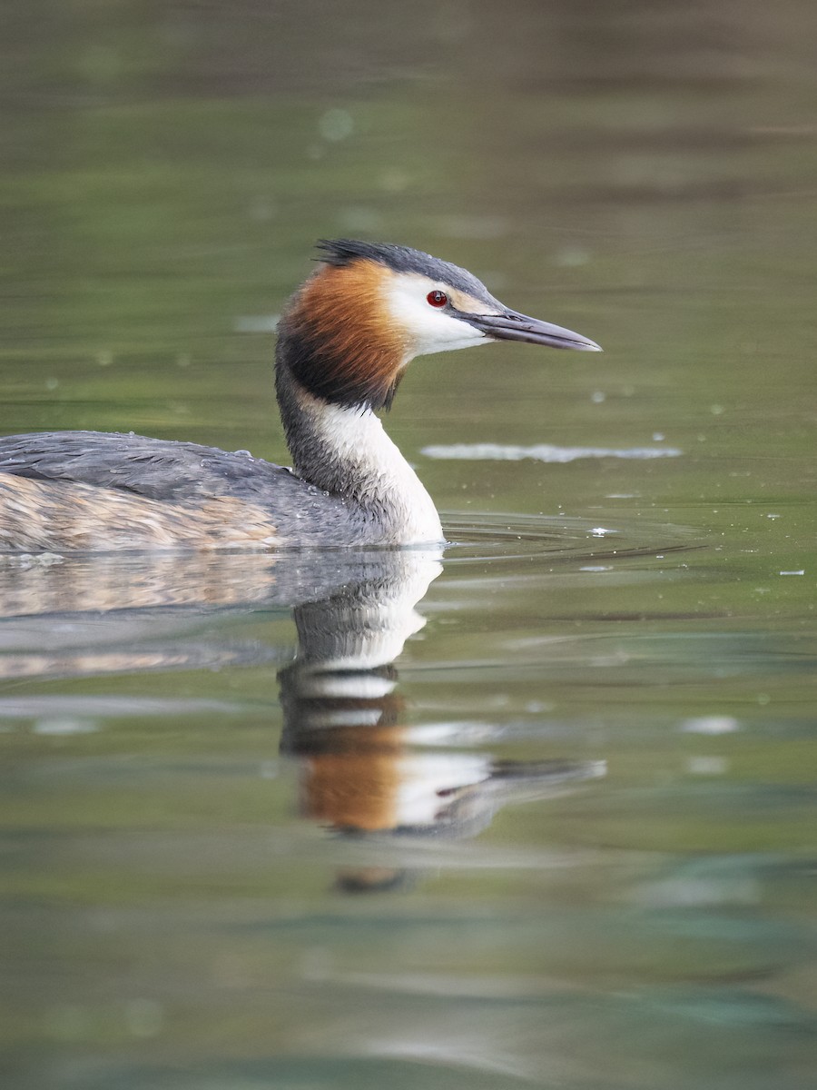Great Crested Grebe - ML616080223