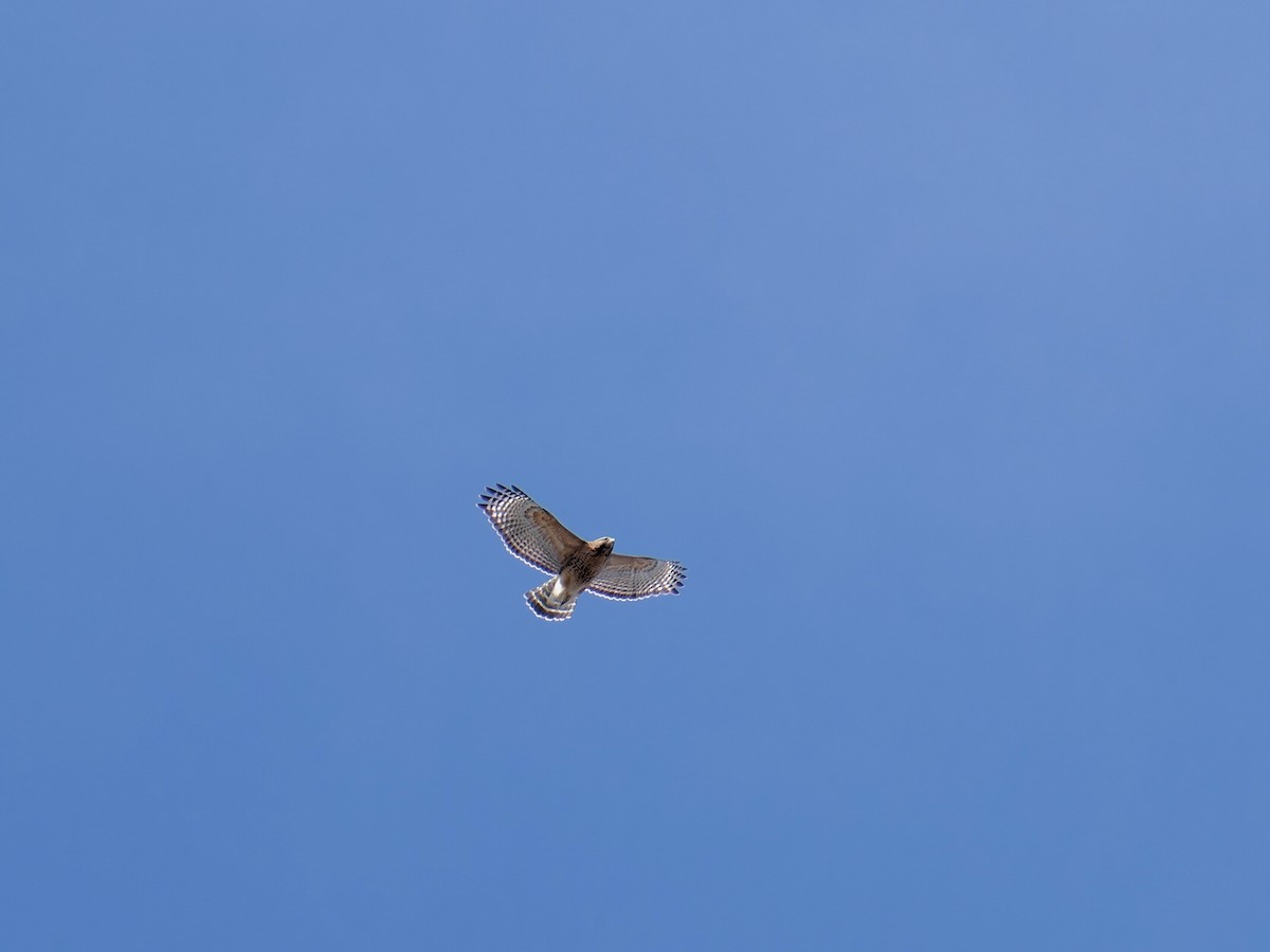 Red-shouldered Hawk - ML616080359