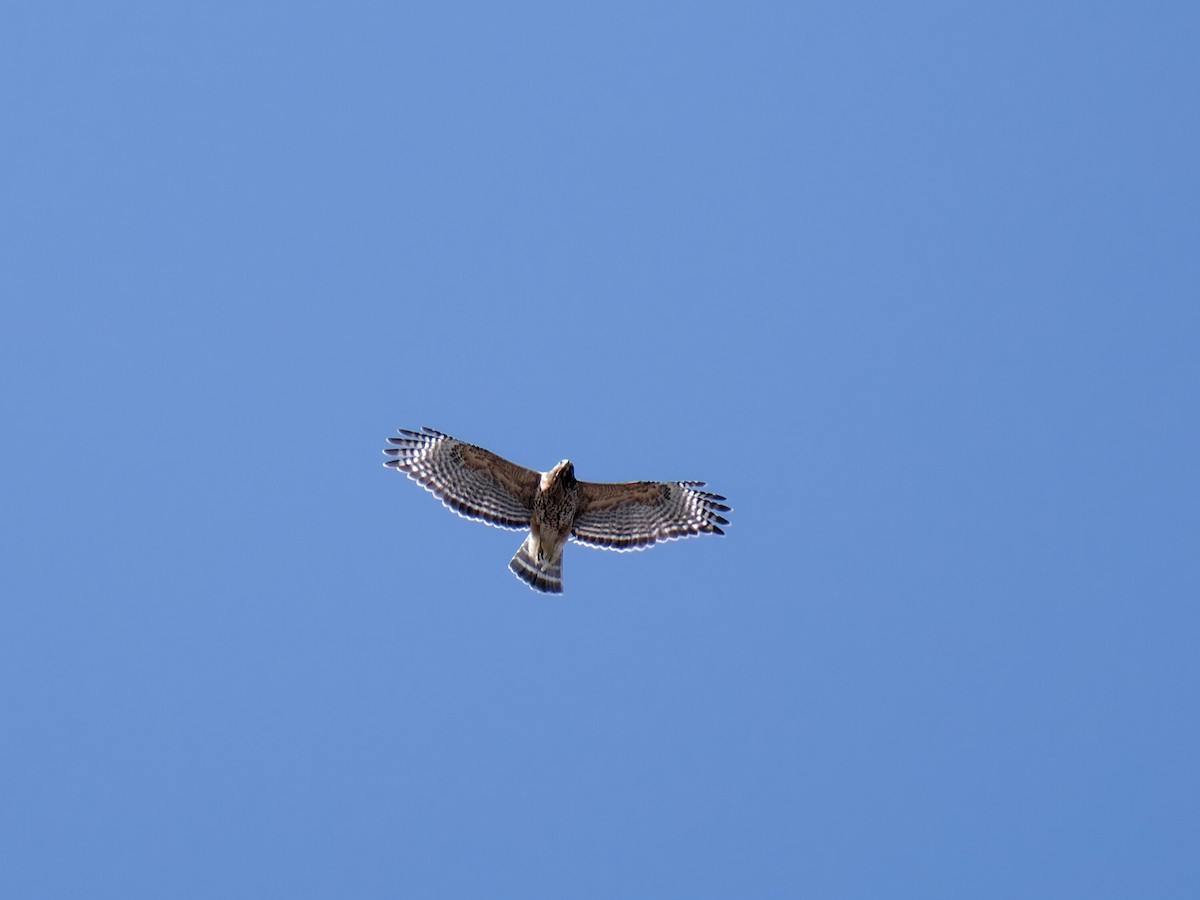 Red-shouldered Hawk - ML616080360