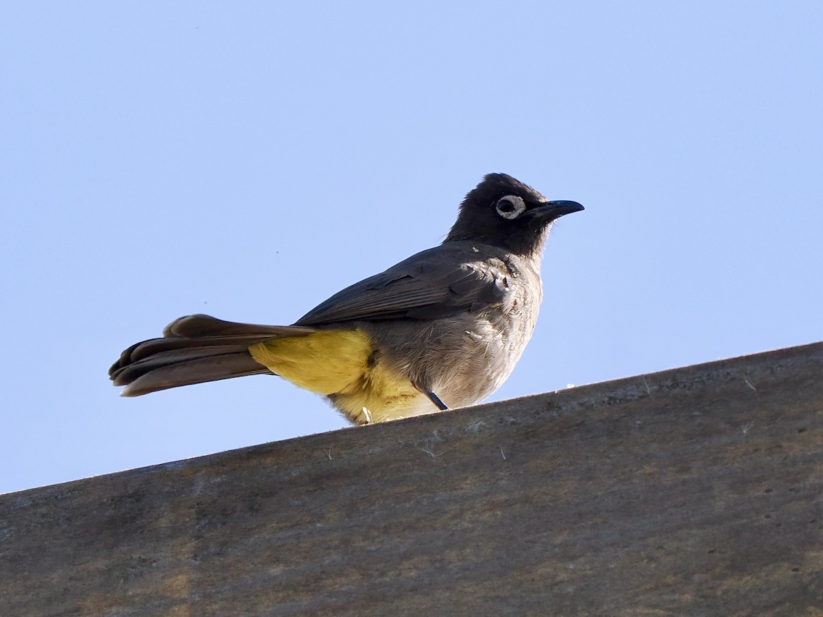 Cape Bulbul - ML616080400