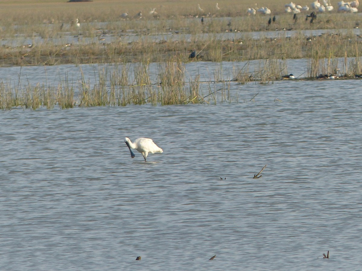 Eurasian Spoonbill - ML616080427