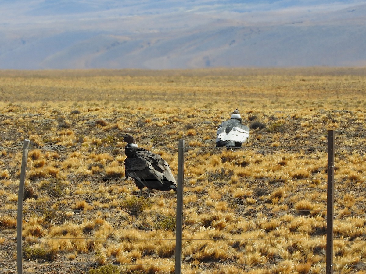Condor des Andes - ML616080556