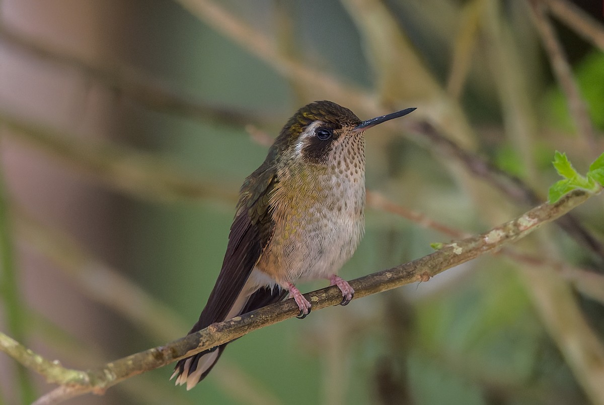 Speckled Hummingbird - ML616080579